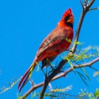 Northern Cardinal-7.jpg