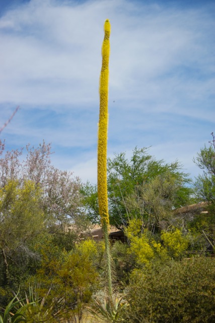 Yucca-277.jpg