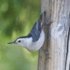 White-breasted Nuthatch-214.jpg
