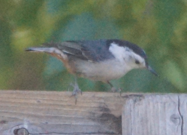 White-breasted Nuthatch-224.jpg