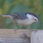 White-breasted Nuthatch-224.jpg