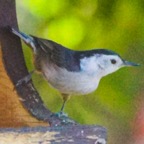 White-breasted Nuthatch-235.jpg