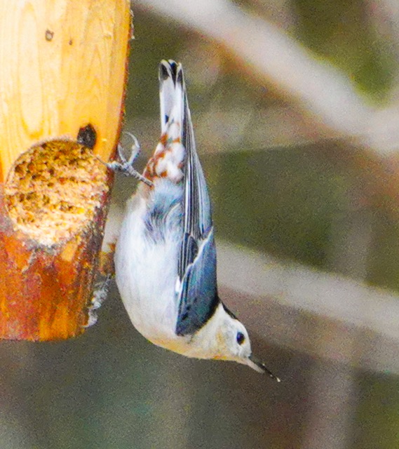 White-breasted Nuthatch-17.jpg