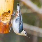 White-breasted Nuthatch-17.jpg