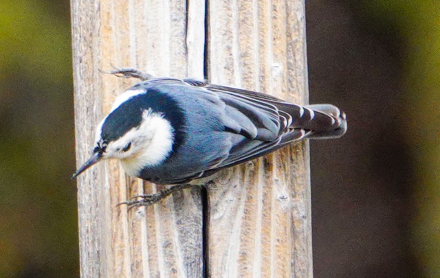 White-breasted Nuthatch-31.jpg