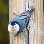 White-breasted Nuthatch-32.jpg