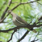White-winged Dove-213.jpg