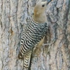 Gila Woodpecker female-113.jpg