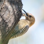 Gila Woodpecker-22.jpg