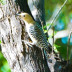 Gila Woodpecker-26.jpg
