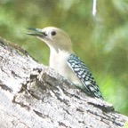 Gila Woodpecker-29.jpg