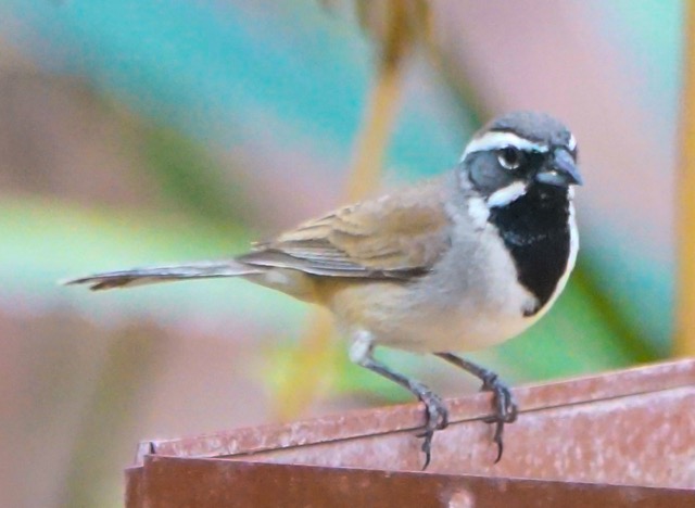 Black-throated Sparrow-160.jpg