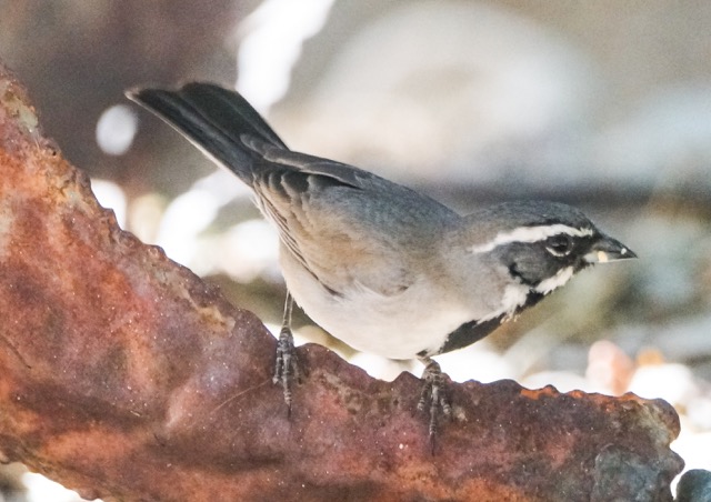 Black-throated Sparrow-38.jpg