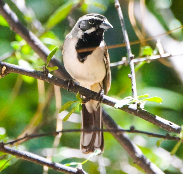 Black-throated Sparrow-34.jpg