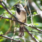 Black-throated Sparrow-39.jpg