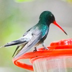 Broad-billed Hummingbird-34.jpg