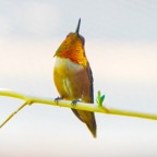 Rufous Humminngbird-81.jpg