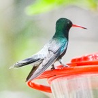 Broad-billed Hummingbird-36.jpg
