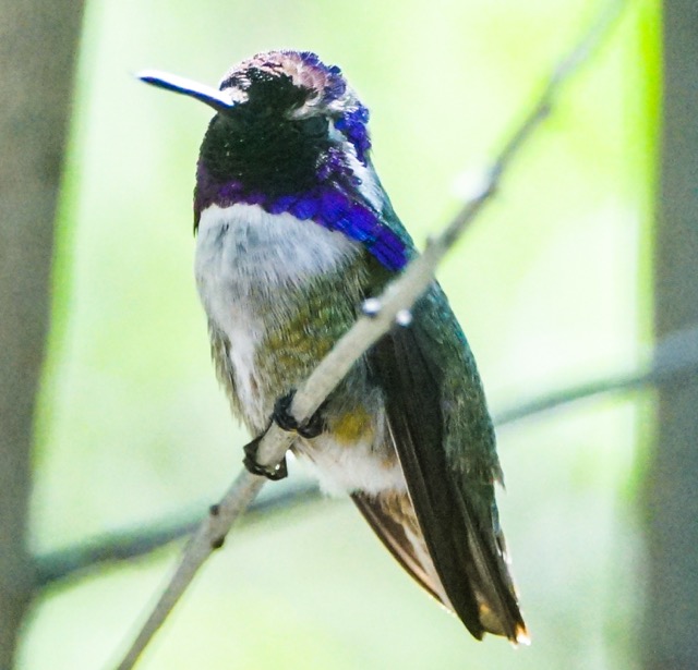 Costa Hummingbird-132.jpg