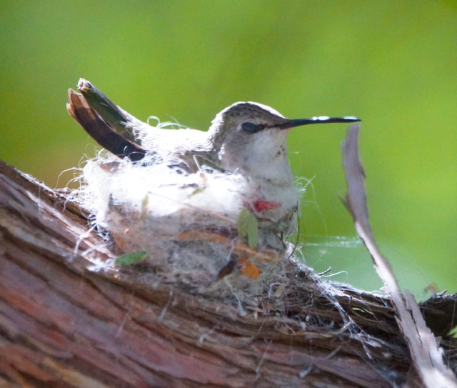 Costa's Hummingbird female on nest-113.jpg