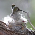 Costa's Hummingbird female on nest-62.jpg