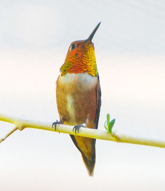 Rufous Hummingbird-84.jpg