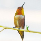 Rufous Hummingbird-84.jpg