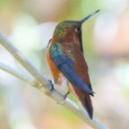 Rufous Hummingbird-122.jpg