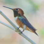 Rufous Hummingbird-69.jpg