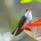 Violet-crowned Hummingbird-67.jpg