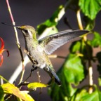 White-eared Hummingbird 32.jpg