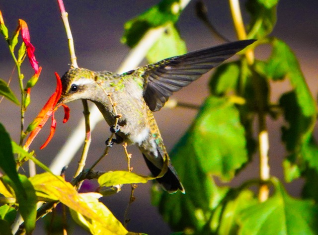 White-eared Hummingbird-38.jpg