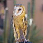 Barn Owl-53.jpg