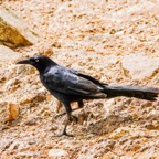 Great-tailed Grackle-47.jpg
