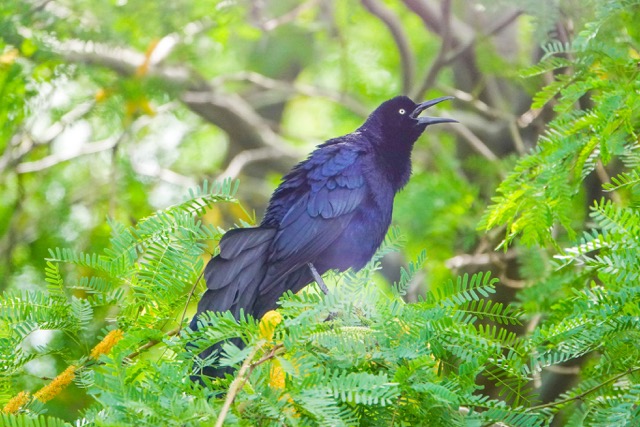 Great-tailed Grackle-27.jpg