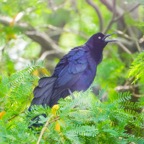 Great-tailed Grackle-27.jpg