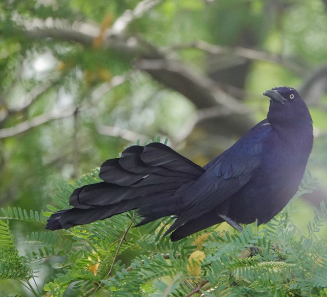 Great-tailed Grackle-28.jpg