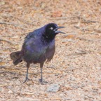 Great-tailed Grackle-36.jpg