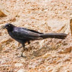 Great-tailed Grackle-48.jpg
