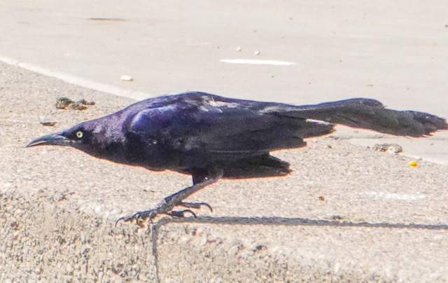 Great-tailed Grackle-19.jpg