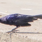Great-tailed Grackle-19.jpg