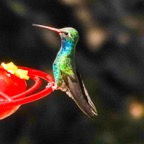 Broad-billed Hummingbird-210.jpg