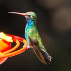 Broad-billed Hummingbird-212.jpg