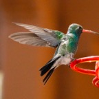 Broad-billed Hummingbird-611.jpg