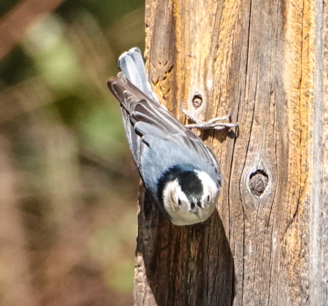 White-breasted Nuthatch-178.jpg
