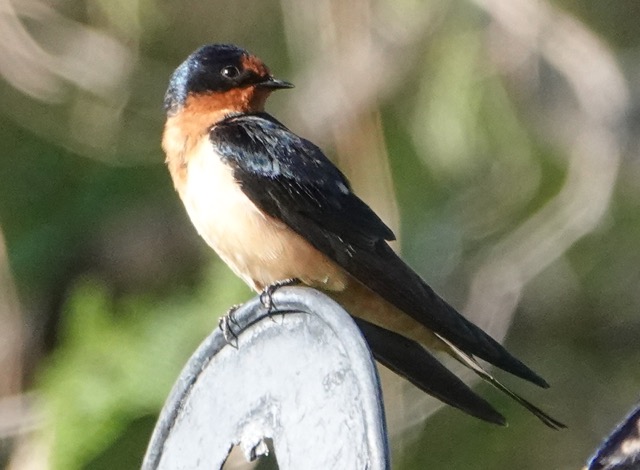 Barn Swallow-42.jpg