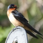 Barn Swallow-42.jpg