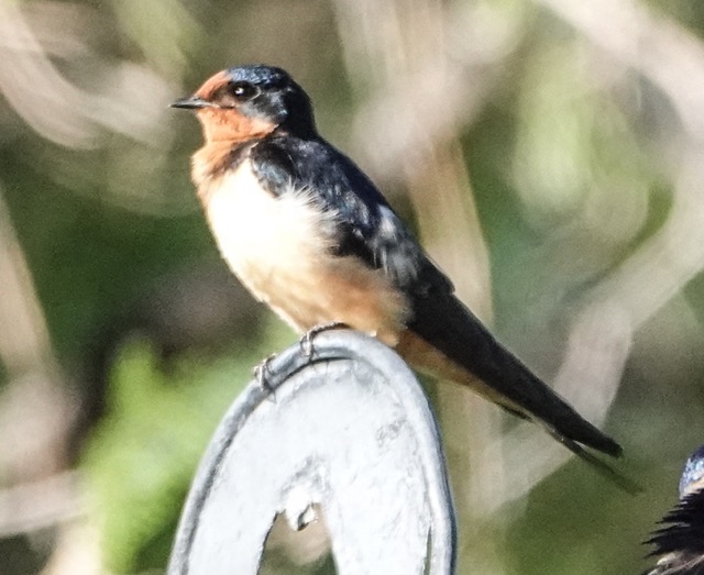 Barn Swallow-53.jpg
