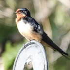 Barn Swallow-53.jpg