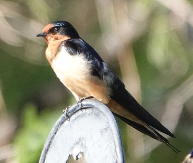 Barn Swallow-54.jpg